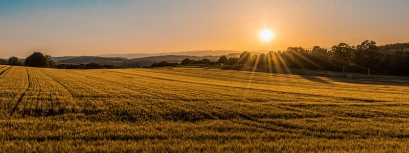 champs avec coucher de soleil